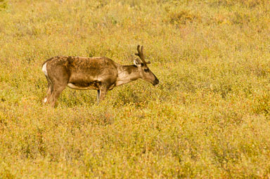 Alaska 2005