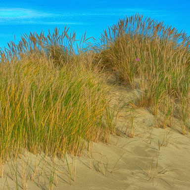 New Zealand 2012