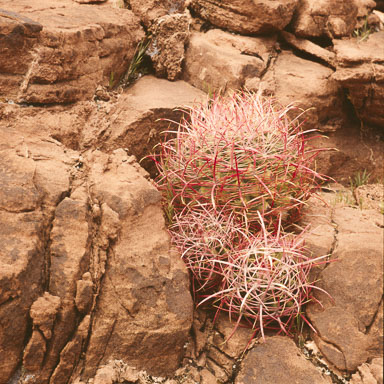 Valley of Fire 1980
